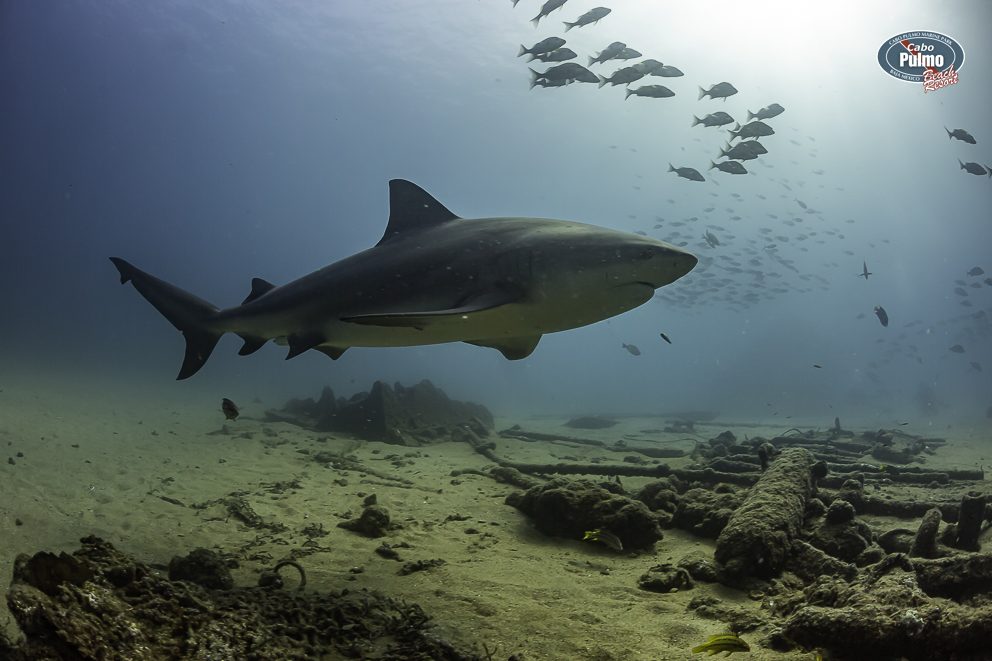 Bull shark swimming over the wreck of El Vencedor in Cabo Pulmo, with a school of fish above