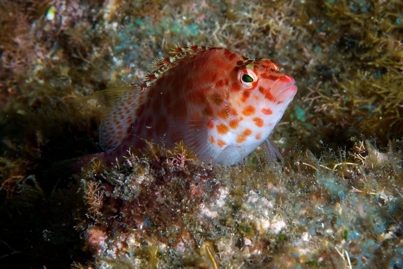 Coral hawkfish perched on algae-covered rock in Cabo Pulmo