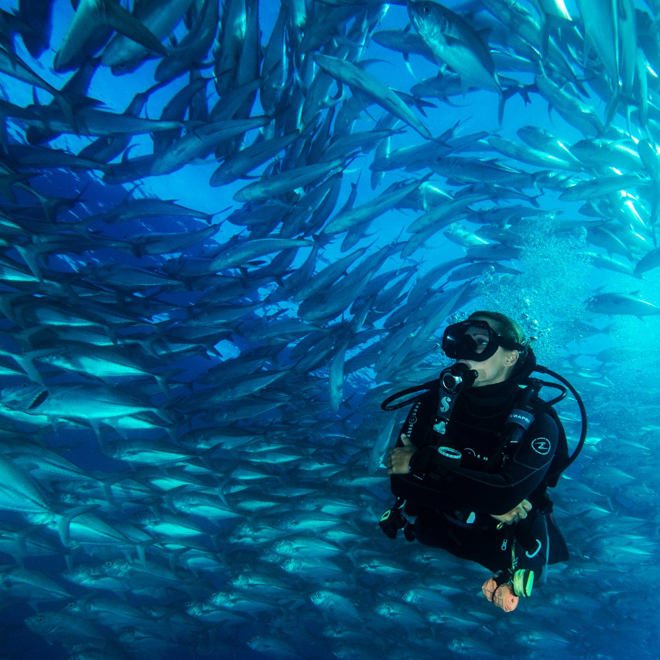 Diver inside a swirling school of jacks in Cabo Pulmo Diver inside a swirling school of jacks in Cabo Pulmo
