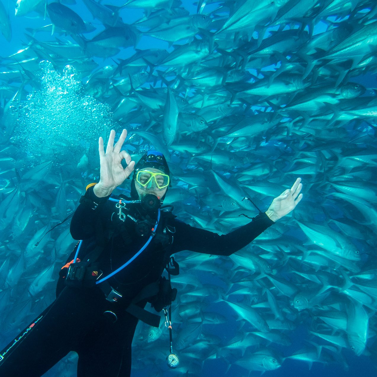 Student diver signalling OK inside a school of sardines on a certification dive in Cabo Pulmo Student diver signalling OK inside a school of sardines on a certification dive in Cabo Pulmo