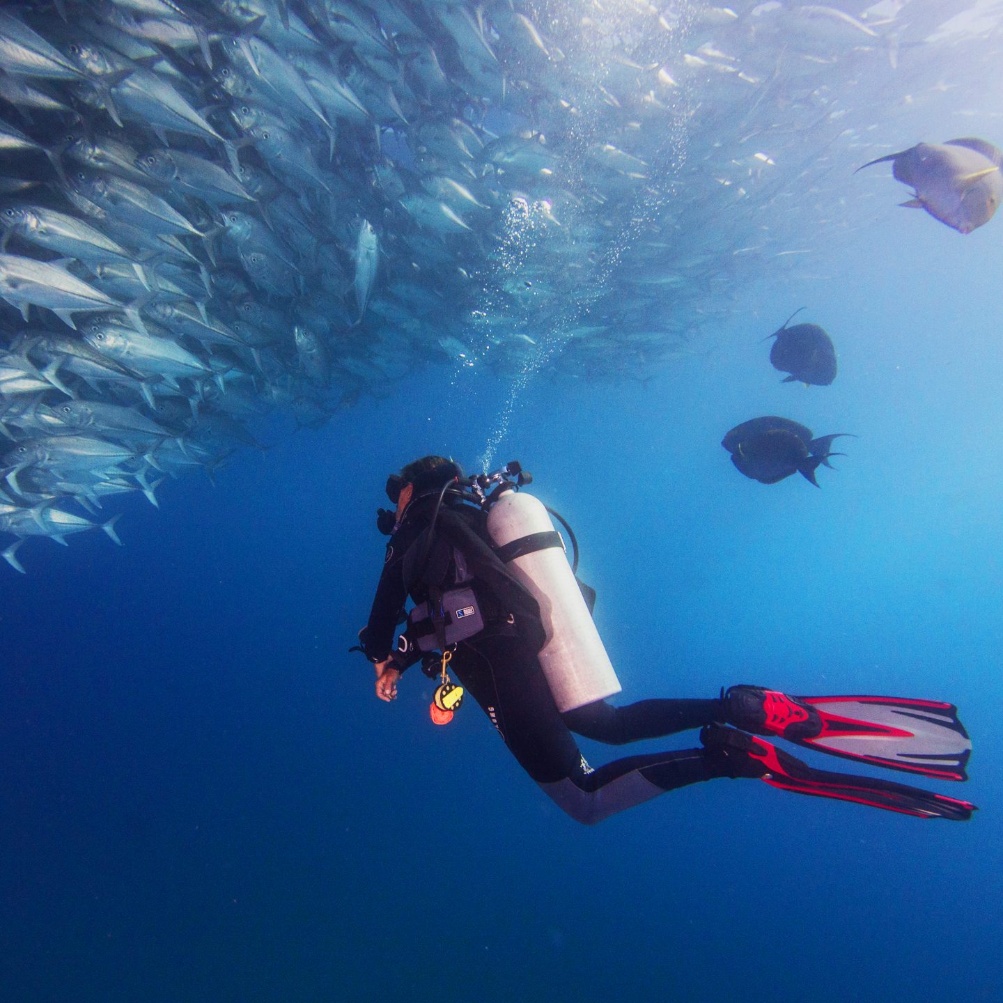 Diver beside a wall of sardines in Cabo Pulmo