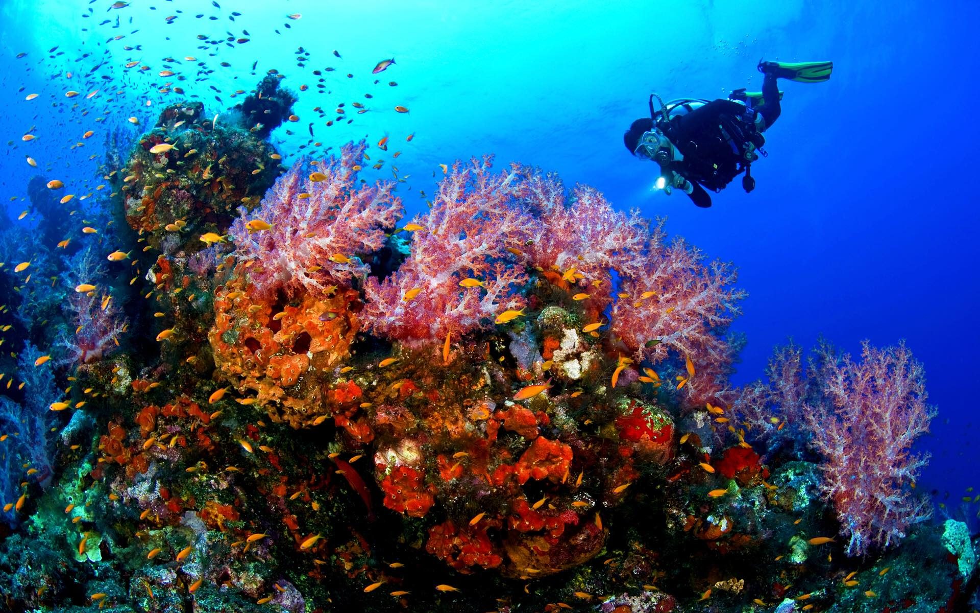 Scuba diver hovering over a soft coral garden full of fish in Cabo Pulmo National Marine Park
