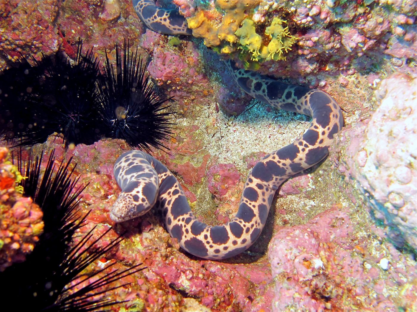 Jewel moray eel among sea urchins and sponges on the Cabo Pulmo reef