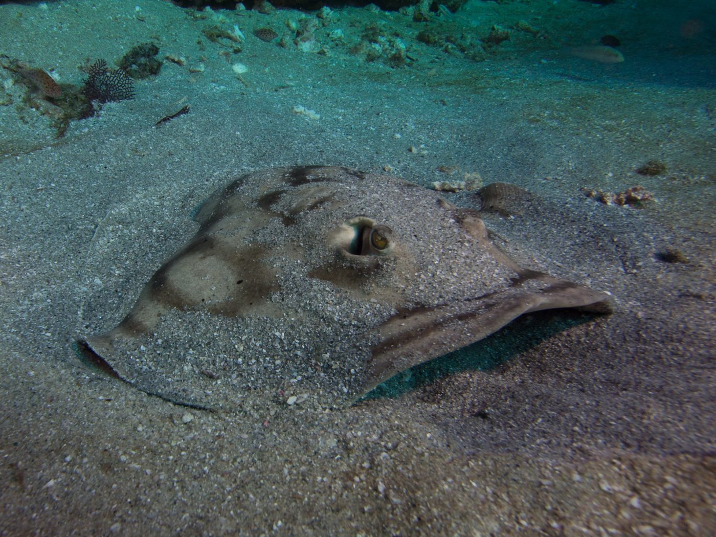Round stingray camouflaged on the sandy bottom of Cabo Pulmo