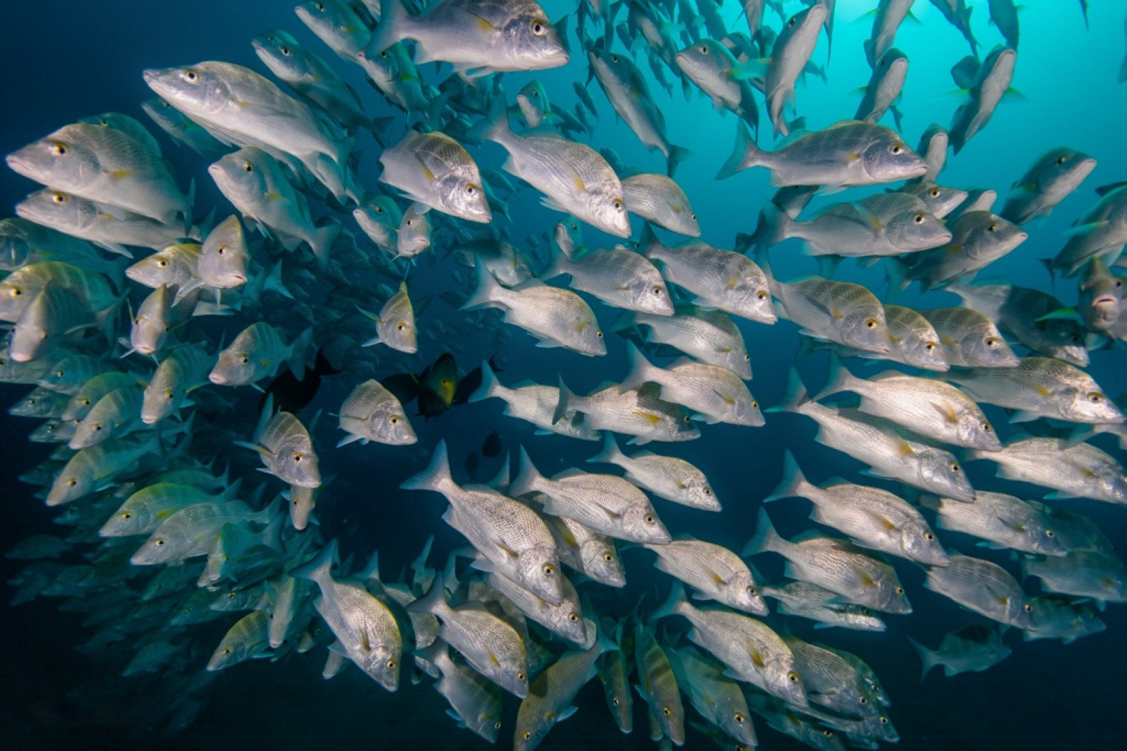 Dense school of grunts over the reef at Los Morros, Cabo Pulmo