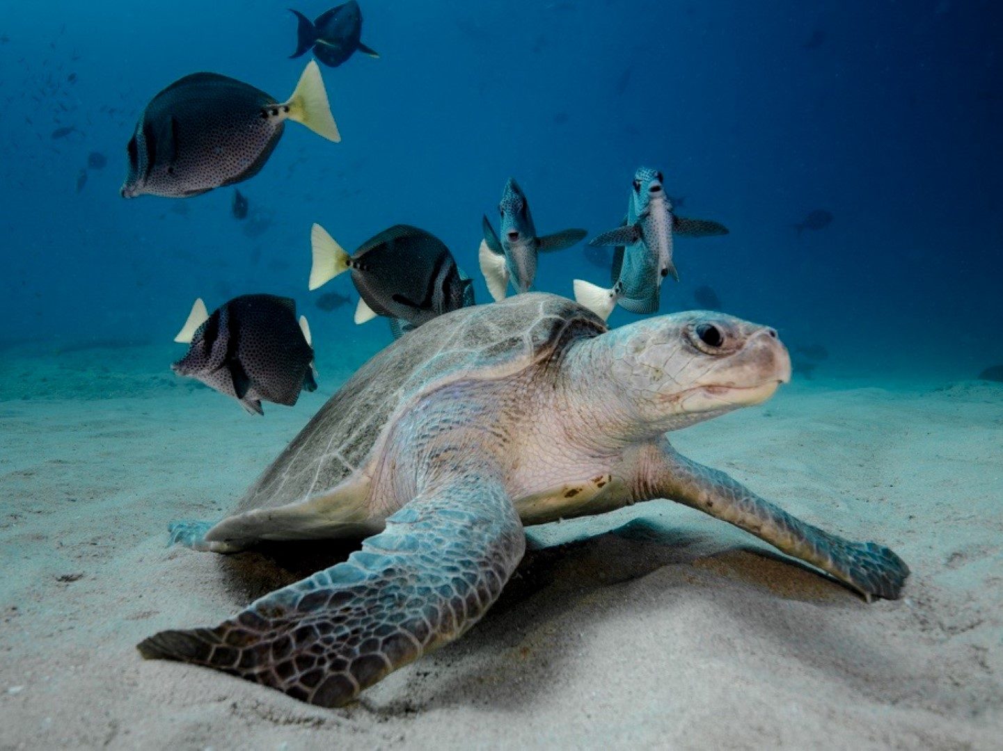 Green sea turtle resting on the sand surrounded by surgeonfish in Cabo Pulmo