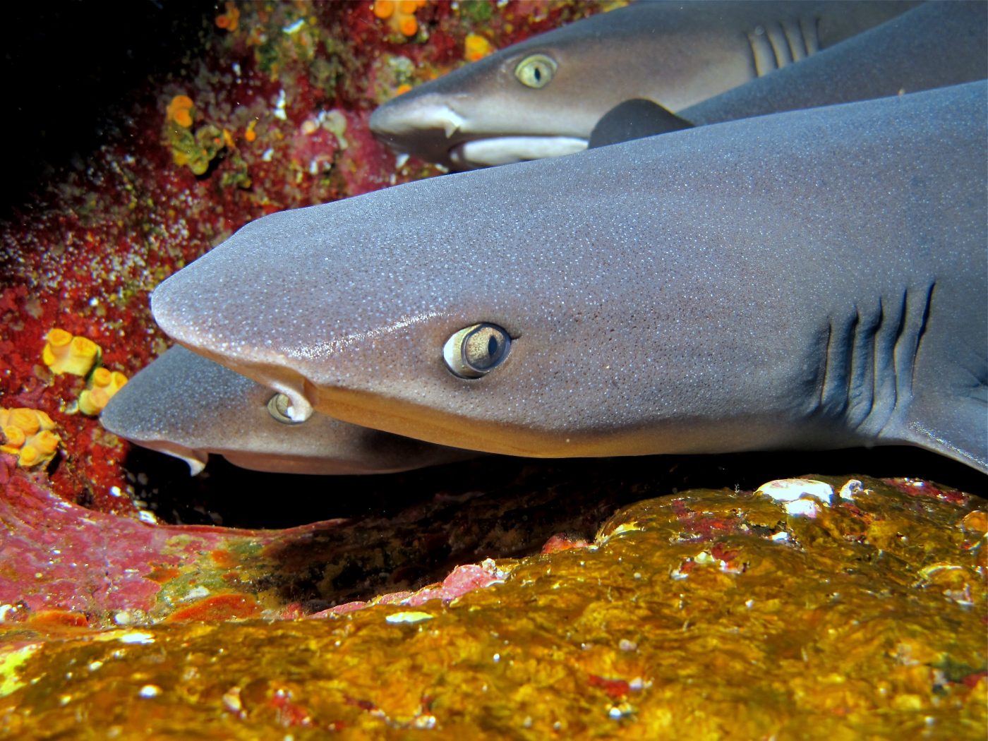 Whitetip reef shark resting under a coral ledge at Las Casitas in Cabo Pulmo
